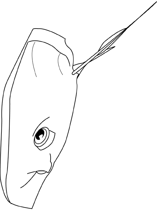 Coloriage Pastenague - Poisson à imprimer